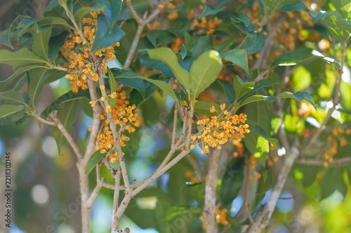 flowers of a tree