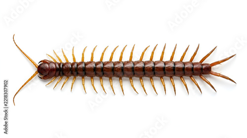Reddish brown glossy centipede long segmented body many yellow orange legs black curved antennae, crawling straight on clean white minimalist floor top view sharp detail soft shadow
