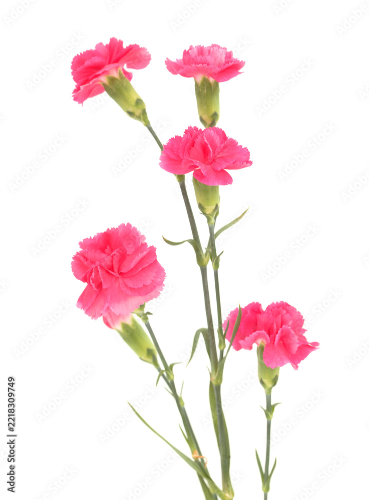 Obraz premium Pink spray carnation flowers with branched stems isolated on white background