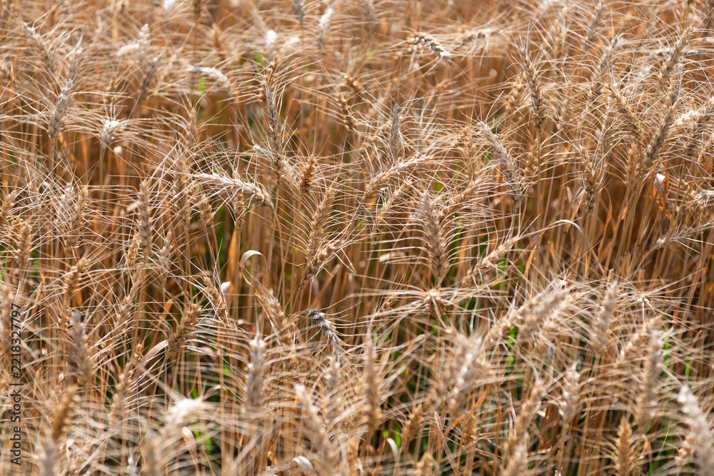 Naklejka premium Wheat grain on the spikelet at the field. Ears of rye crop. Agriculture business and harvest. Landscape with field of ripe rye in summer. Agriculture barley or rye field. Summer nature