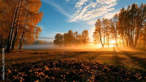 Golden Sunrise Illuminating Misty Autumn Forest with Orange Trees and Fallen Leaves, UHD Seamless Loop Animation