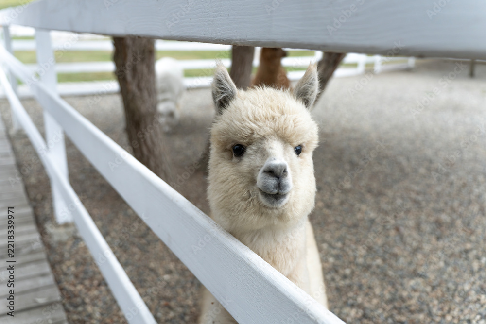Fototapeta premium A cream-colored alpaca stands behind a white wooden rail in a gravel paddock, facing the camera with upright ears and a thick woolly coat.