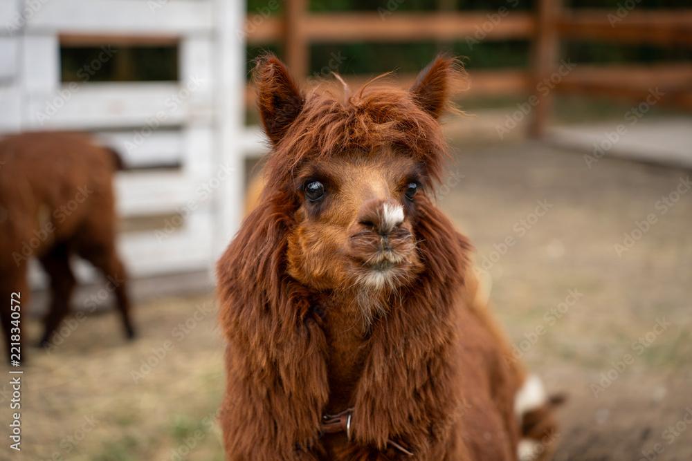 Fototapeta premium A shaggy brown alpaca stands in a farm enclosure, facing the camera, with another alpaca partly visible behind it on straw-covered ground.