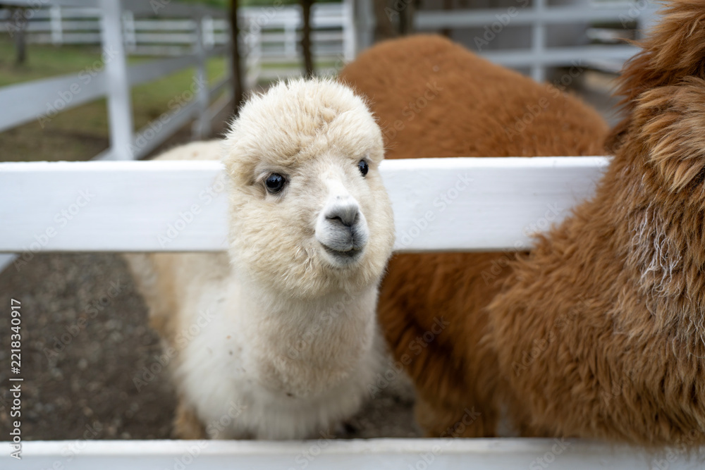 Fototapeta premium Young white alpaca standing in a fenced livestock pen with brown alpacas behind it; close view of its woolly coat, upright ears and dark eyes.