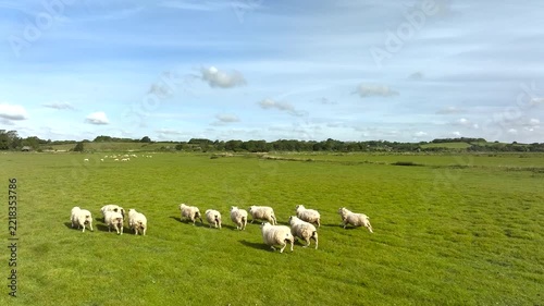 Sheep on Marshes over Beach Rye Bay from a drone, Rye, East Sussex, England, United Kingdom