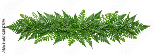 A horizontal arrangement of lush green fern fronds on a white background.