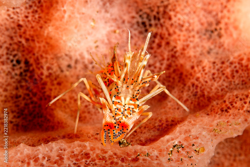 Spiny Tiger Shrimp, Phyllognathia ceratophthalma