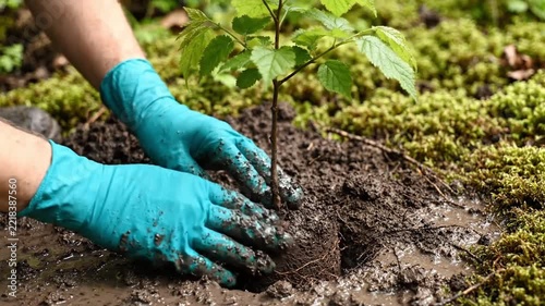 Hands Wearing Protective Gloves Planting Tree Sapling in Fertile Soil