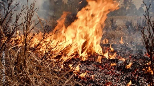 Wildfire Flames Burning Dry Grass Vegetation and Scorching Soil Ground