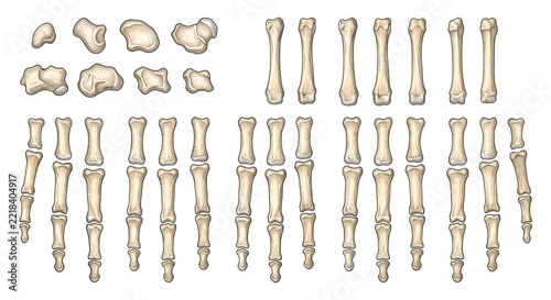 Biological Anatomical Illustration of Diversified Human Bone Collection