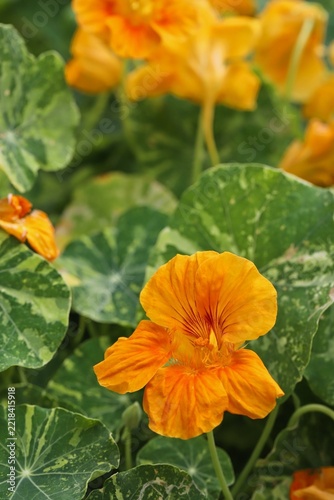 Vibrant Yellow-Orange Nasturtium Flower with Soft Green Leaves