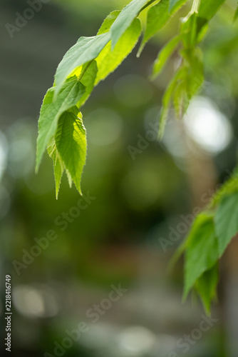 Fresh green leaves glowing in sunlight against soft natural bokeh.