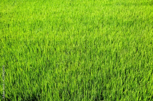 A piece of green rice paddy, Hualien,Taiwan  