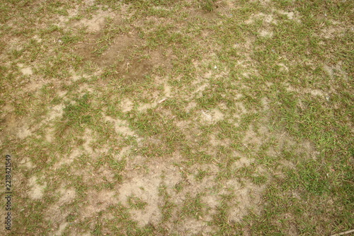Obraz na plátně Dry patchy grass and dirt ground surface texture background top view sparse gree