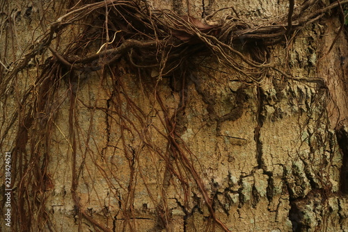 Fotografie Detailed close-up view of intricate dry brown roots entwined against a rough tex