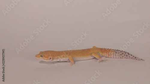 Orange Leopard Gecko Resting on Plain White Background