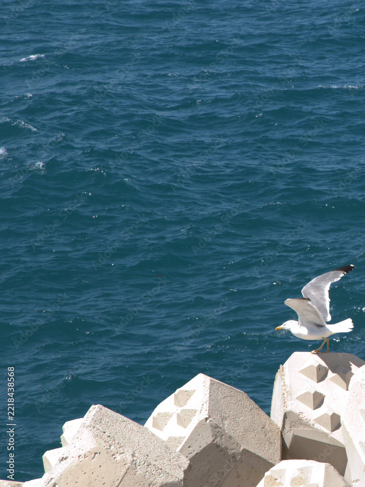 Fototapeta premium Seagull Taking Flight from Concrete Sea Wall Over Blue Ocean