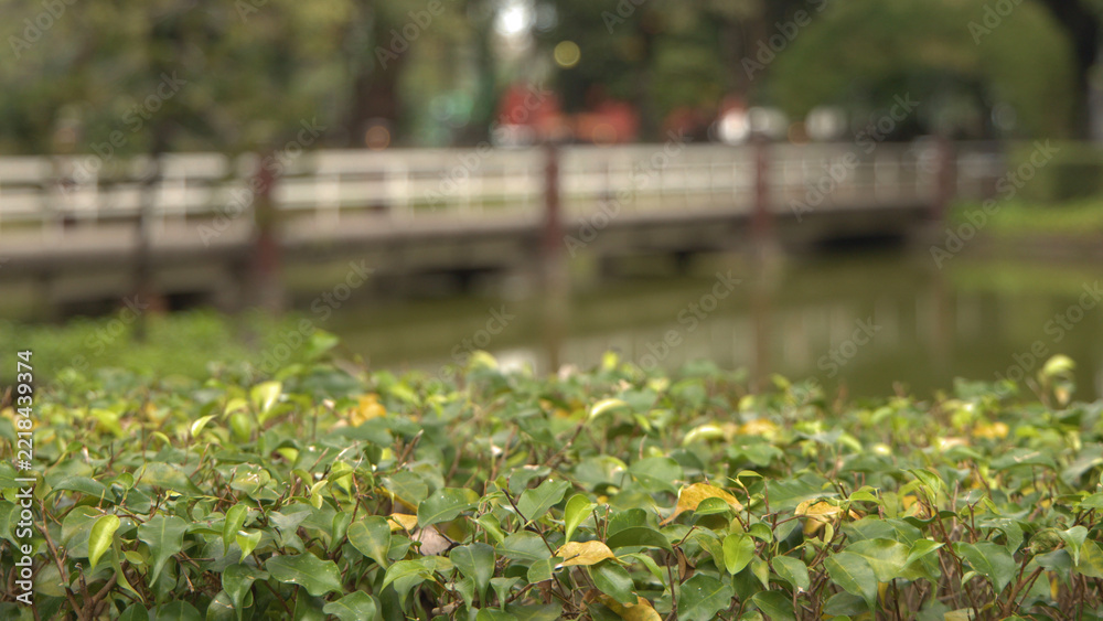Fototapeta premium Green Hedge Bush with Defocused Wooden Bridge and Pond