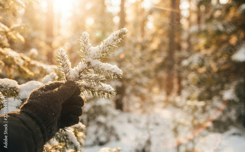 Gloved hand holding snowy fir tree branch in winter forest with warm sunlight for holiday concepts
