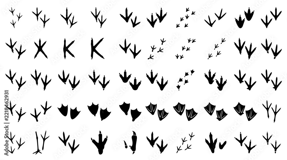 Fototapeta premium 50 Wildlife Bird Track Silhouette Vector Set Featuring Raptor Waterfowl Garden Birds Poultry Webbed Feet and Nature Footprints