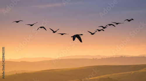 Flock of wild geese flying in formation across golden sunset sky above rolling hills, teamwork and migration concept