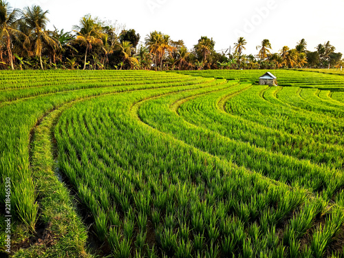 Beautiful rice terrace, Location, Soka - Tabanan Regency - Bali, Indonesia