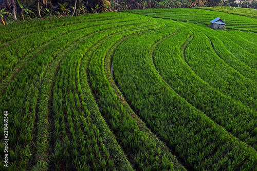 Beautiful rice terrace, Location, Soka - Tabanan Regency - Bali, Indonesia