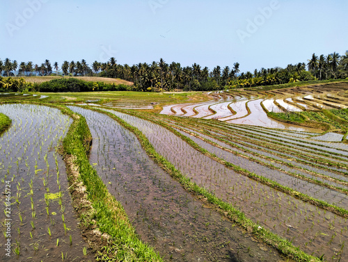 Beautiful rice terrace, Location, Soka - Tabanan Regency - Bali, Indonesia