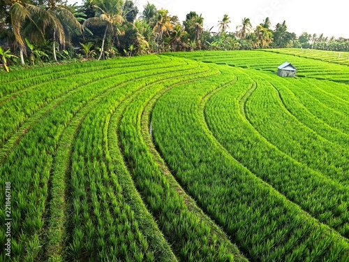 Beautiful rice terrace, Location, Soka - Tabanan Regency - Bali, Indonesia
