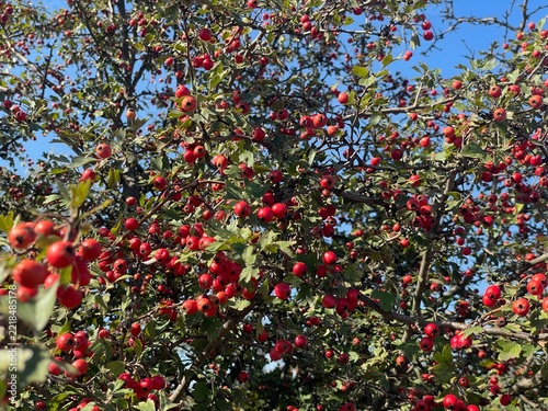 Ripe Red Hawthorn Berries Growing On Branches Under Blue Sky In Autumn