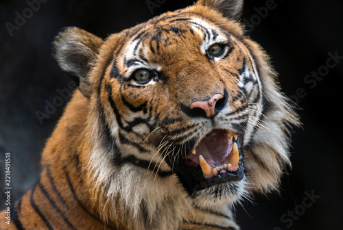 Close Up Portrait of Roaring Tiger Showing Teeth