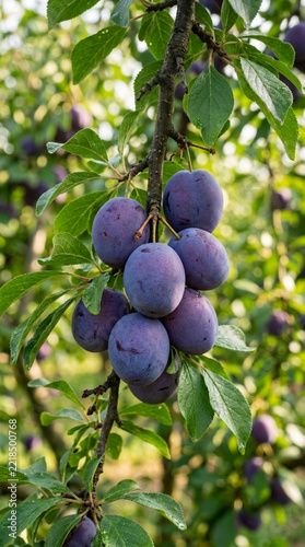 Ripe Purple Plums Hanging on Tree Branch in Orchard with Green Leaves and Soft Bokeh Background