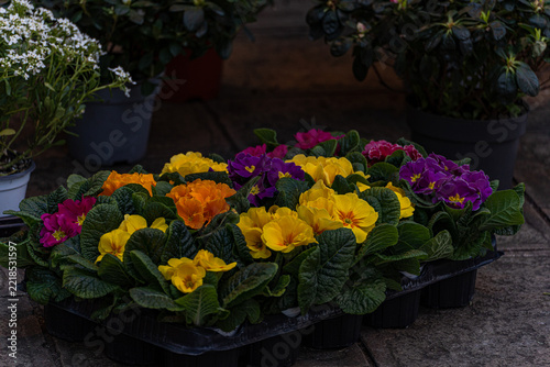 Flowering plant in pots on street market in Venice