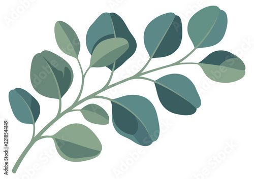 Eucalyptus branch illustration isolated on white background