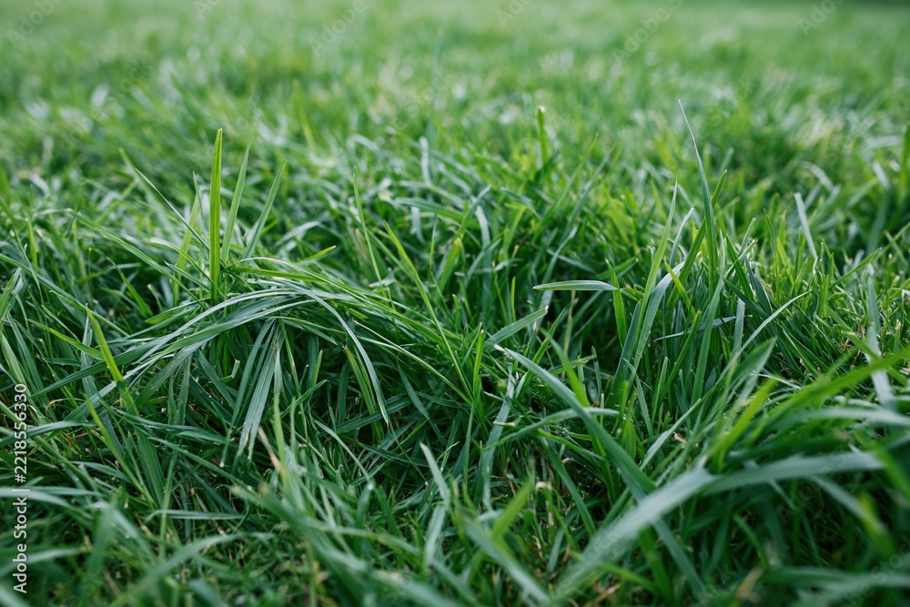 Fototapeta premium The Closeup of Lush Green Grass Blades in a Meadow