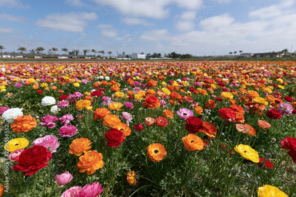 Fototapeta premium The Field of Vibrant Poppies Under a Bright Blue Sky on a Sunny Day