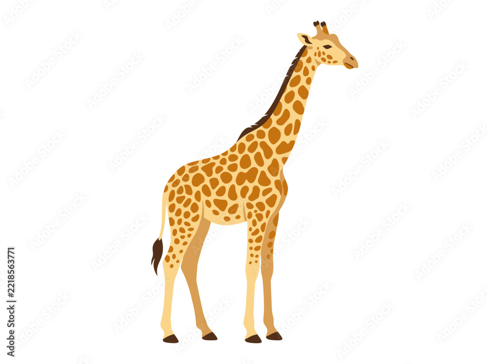 Obraz premium Giraffe Standalone Animal Portrait in Natural Colors