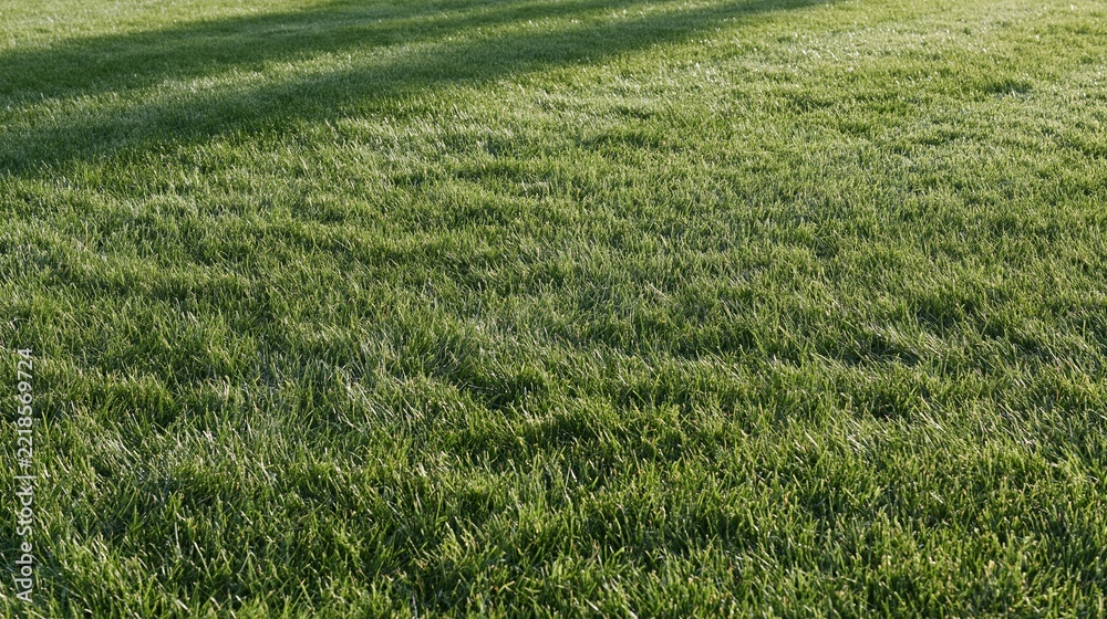 Fototapeta premium Freshly mowed green grass covering a wide flat lawn surface in sunlight