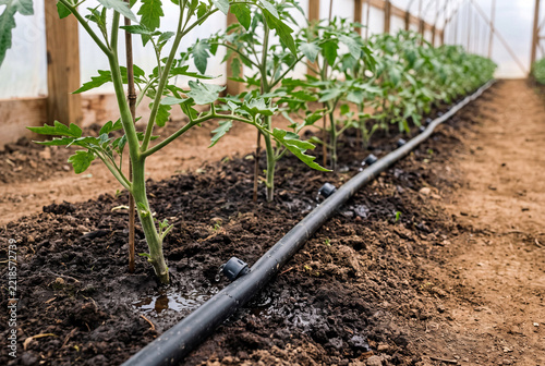 Tomato plant row with flexible drip line emitter delivering water in high tunnel
