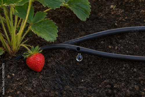 Strawberry bed with parallel thin irrigation pipes running alongside plants