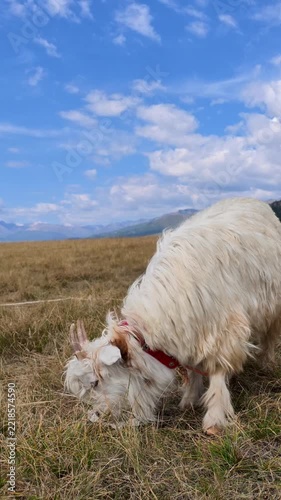 Shaggy White Goat Feeding Beneath a Mountain, Xinjiang Province, China