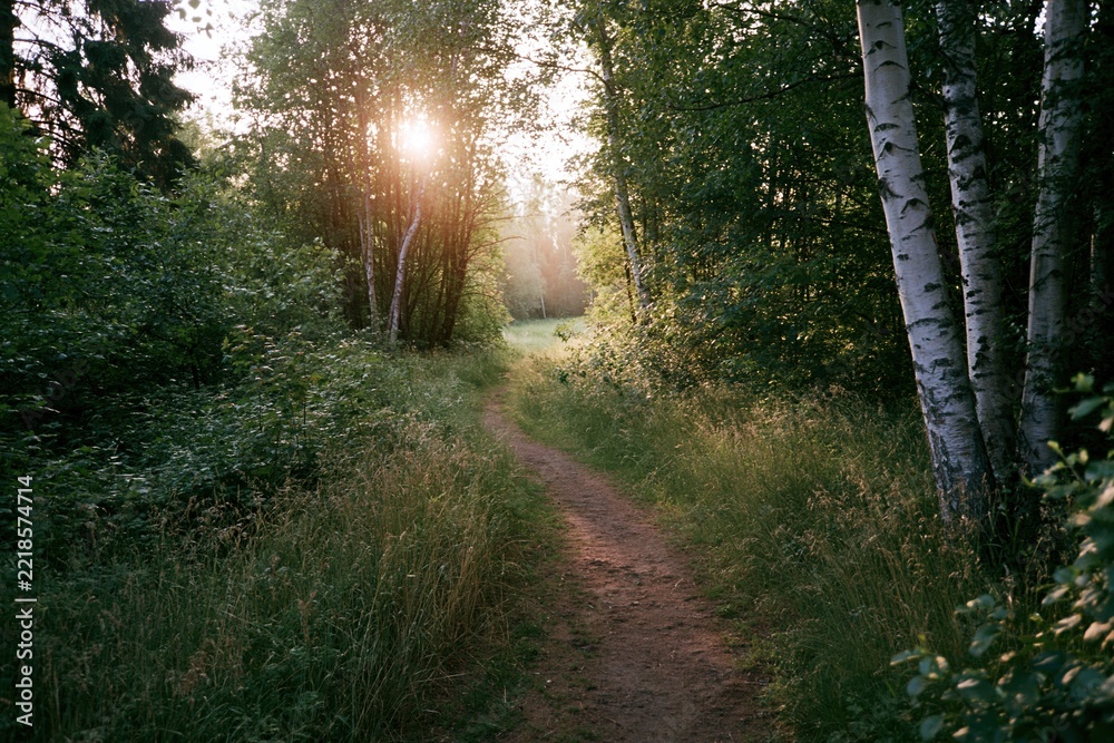 Fototapeta premium The Sunlit Forest Path Through Greenery in Tranquil Evening Woods