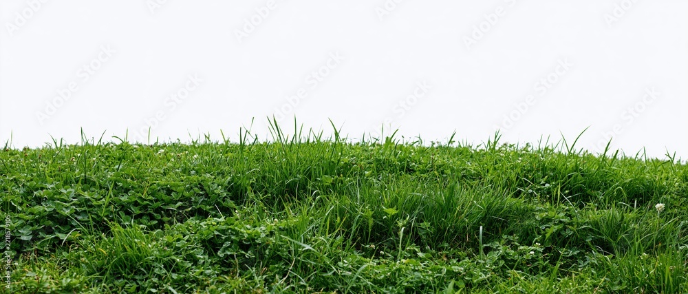 Fototapeta premium Dense green grass lawn filling the frame at low angle with white sky above