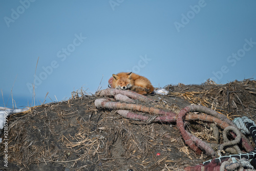 Red Fox Resting on Mound with Coiled Ropes