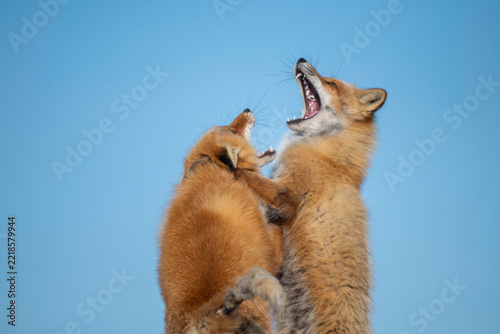 Two Red Foxes Interacting Under Clear Blue Sky