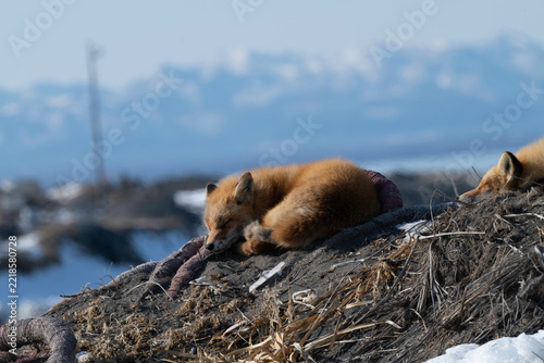 Two Red Foxes Sleeping on Snowy Hill with Mountains