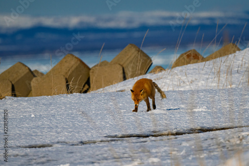 Red Fox Walking Across Snow Near Coastal Barriers
