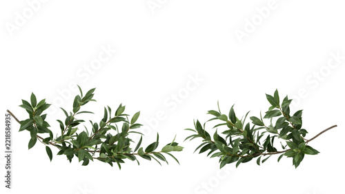 Green sprigs of fresh rosemary plant