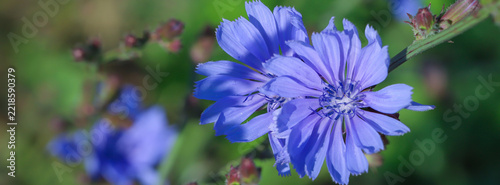 Blue chicory wildflowers captured in warm sunlight, showing delicate petals, ...