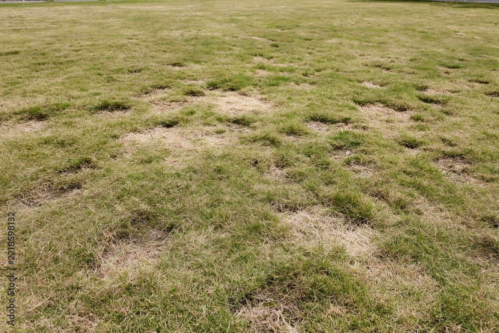 Naklejka premium The Patchy Lawn Field with Dry Grass and Bare Patches